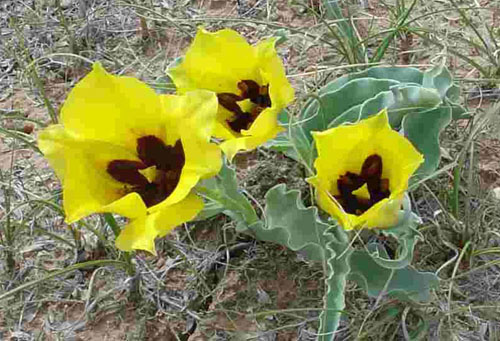  # ci293            Flowers from Cosmodrome Baikonur 1